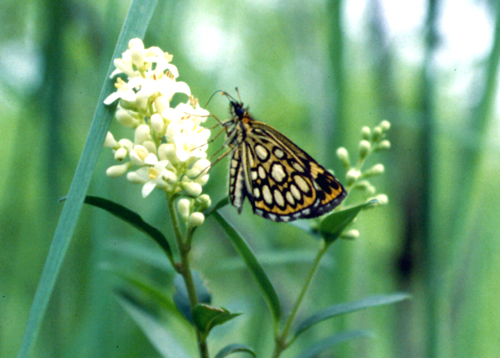 Kanetisa circe, Aporia crataegi, Heteropterus morpheus